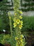 Verbascum densiflorum, Großblumige Königskerze, Färbepflanze, Färberpflanze, Pflanzenfarben,  färben, Klostergarten Seligenstadt